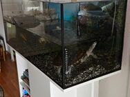 Aquarium 160l mit Unterschrank - Berlin Tempelhof-Schöneberg