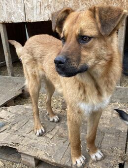 Hazel - freundlich und aufgeschlossen - Westerholt
