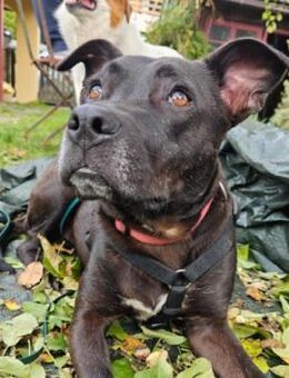 Bruno 💕 lieb, verspielt und fröhlich - Kallmünz