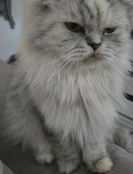 katze sucht neues Zuhause - Dresden