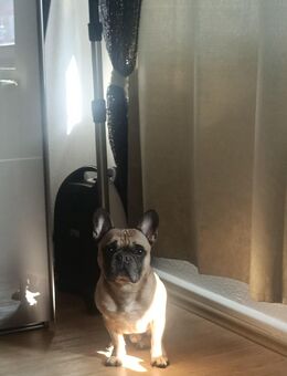 Französische Bulldogge (Rocky) - Essen
