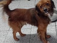 Herzenshund JOSUA (40 cm) - Weilheim (Oberbayern)