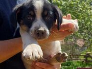 Bluey Sucht seine Lieblingsmenschen - Spenge