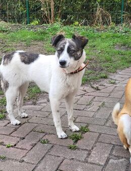 LAYLA auf PS in 25421 Pinneberg - Olfen