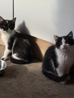 Katzen kitten mix BKH Abgabe 27.10.25 2 Kater noch frei - Haßbergen