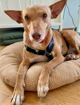 Lola, Herzenshündin in Berlin - Berlin