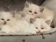 Ragdoll Kitten suchen ab Sofort ein Zuhause - Obertraubling