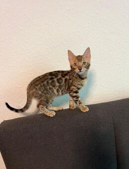 Rein Rassige Bengalkitten zu verkaufen - Gladbeck