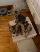 Bengalkitten in 4055