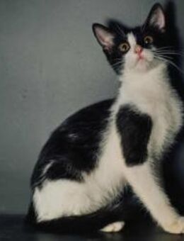 Isabella, neugieriges Katzenkind, ca. 5 - Vaterstetten