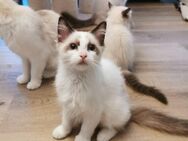 Ragdoll Kitten mit Stammbaum ab sofort - Gochsheim