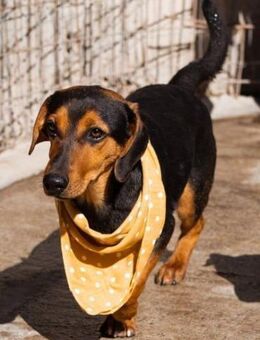 Jungrüde Faelan: ein goldiger Schatz - Hamburg