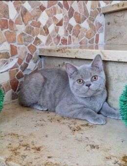 Reinrassige BKH Kitten in Blue Tabby Farbe - Worms