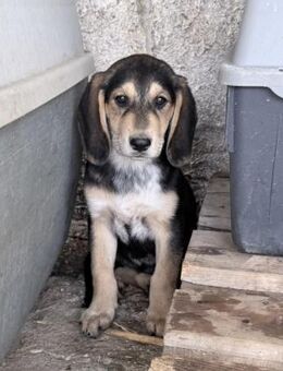 Frieda Mix Hündin ca. 4 Monate alt in GR - Reutlingen