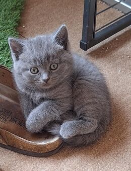 BKH Kitten - Wehr (Rheinland-Pfalz)