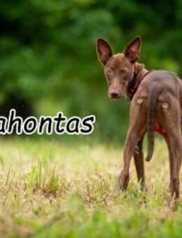 Pocahontas stellt sich vor 💖 - Essingen (Rheinland-Pfalz)