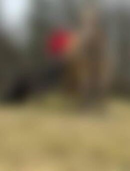 Lie*** - Bösenbrunn