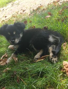 Chihuahua Mischling Welpe - Burscheid