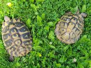 Griechische Landschildkröten - Neptunia und Thor - Paar (1,1) + Inkubator - Duisburg