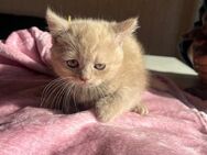 Babykitten Suchen neues zuhause - Kamp-Lintfort