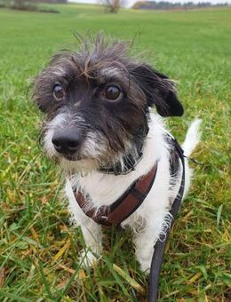 Balco - ist unerfahren - Löwenberger Land