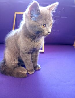 Graues Kitten Katzenbaby Katzenkind Kätzchen ab sofort abzugeben - Neitersen
