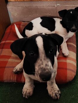 Jack Russell Welpen in gute Hände abzugeben - Röckingen