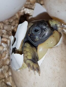 Griechische Landschildkröten, weibliche Nachzuchten von 2024/ 2025 Thb und Th hercegoginensis - Wittichenau