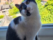 Sehr kluge Katze Ricki zu verkaufen - Wedel