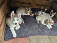 Reinrassige Huskywelpen (Sibirian Husky und Alaskan Malamute) - Mülbach