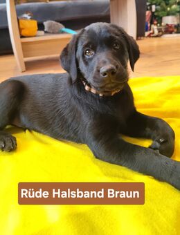 Labrador Welpen suchen zuhause - Jessen (Elster)
