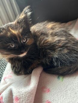 Weibchen sucht noch ein zushsue - Hamburg