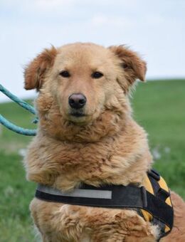 Lena, rauhe Schale- weicher Kern - Puchheim