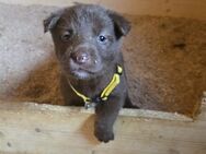 Labrador Mix Husky Welpen - Püttlingen