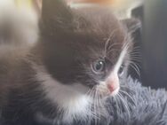 Süße Kitten Kater - Westerheim (Baden-Württemberg)