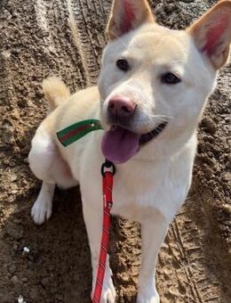 Möchtest du Fido ein Zuhause schenken? - Ebstorf (Klosterflecken)