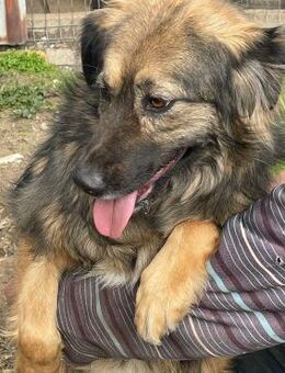 🌸Sanfte Hündin Nelly🌸 - Eislingen (Fils)