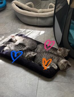 BKH KITTEN - Remscheid