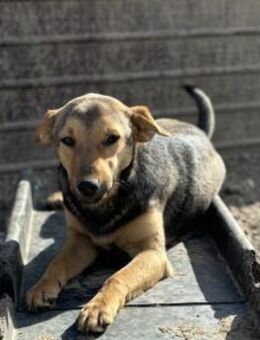 Emelie mit dem süßen Blick - Celle