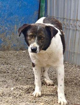 Der scheue Ponto sucht sein Glück! - Beltheim