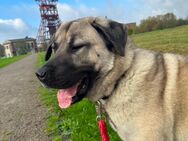 Wunderschöne Kangal-Hündin sucht ein liebevolles Zuhause auf einem Bauernhof - Gelsenkirchen