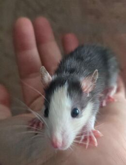 Ratten Jungs, Böcke, farbratten, Babys, Männchen - Werne