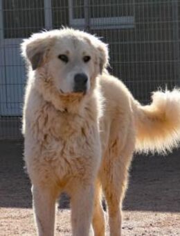 Boss wartet bereits auf dich! - München