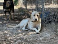 Boby mit dem Potenzial zum Famlienhund - Grasbrunn