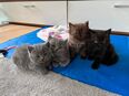 Briten-Kitten suchen liebevolles Zuhause in 04838