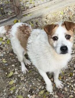 Zsani - Heimathafen gesucht! - Nörten-Hardenberg