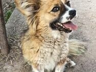 Kleine Nola sucht liebevolles Plätzchen - Bissingen