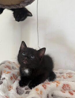 Kitten (EKH) - Köln