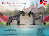 Kerry Blue Terrier Welpen - Pennigsehl