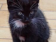 Kitten Europäisch Kurzhaar - Heemsen